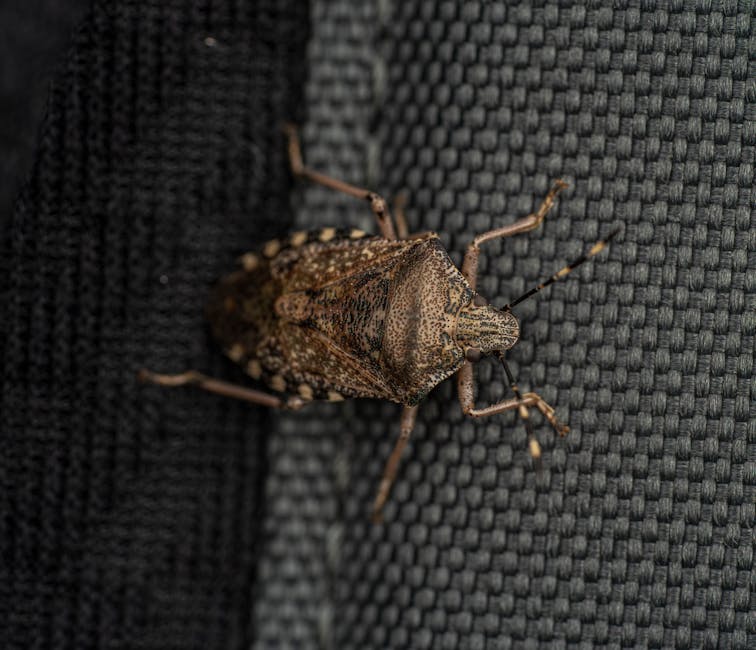 Effective Strategies for Bedbug Extermination