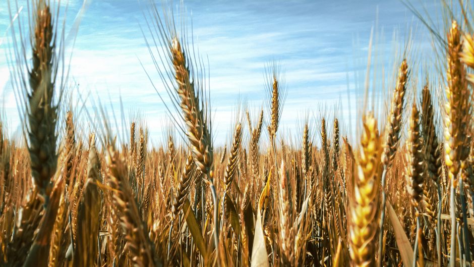 Suministros agrícolas orgánicos: la clave para una agricultura sostenible