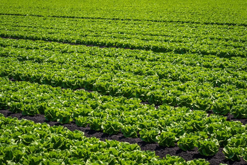 Harnessing Nature: The Essential Guide to Organic Farming Supplies