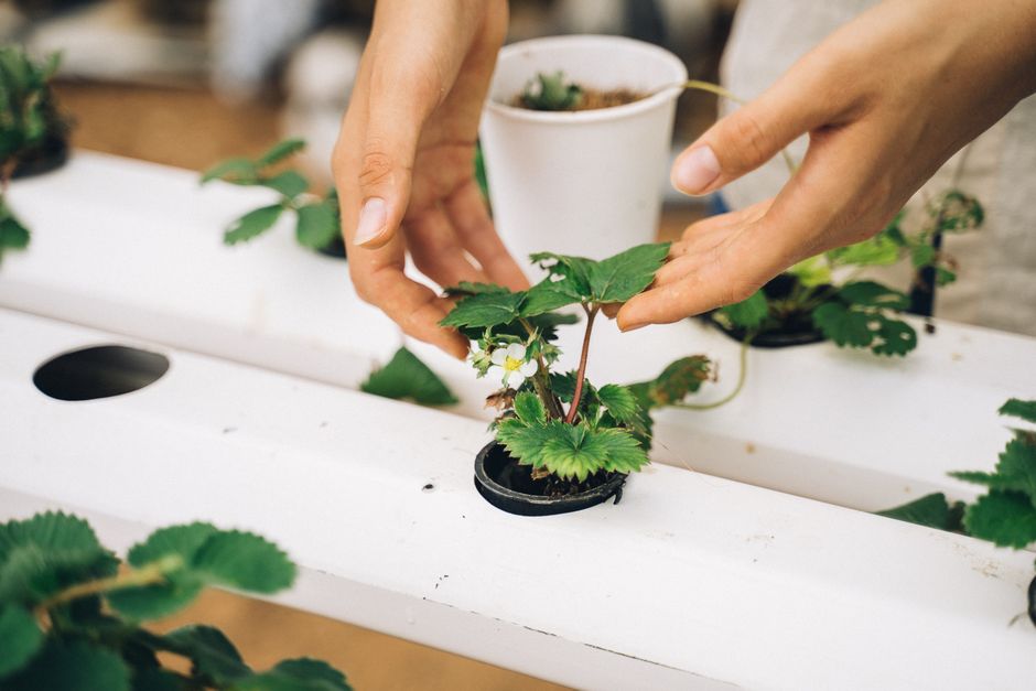 Unlocking the Future of Sustainable Farming with Aquaponics Kits