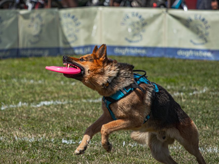 犬のしつけ教室で愛犬をより良いパートナーにする方法