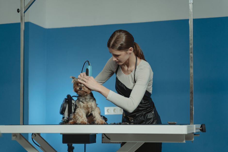 Cómo encontrar la mejor peluquería canina cerca de ti