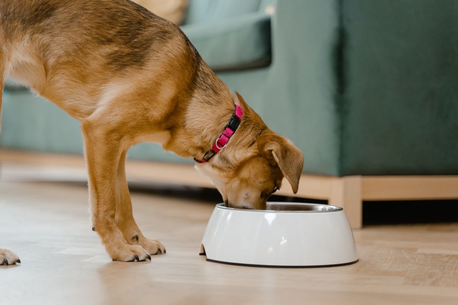 The Rise of Raw Dog Food Delivery Services