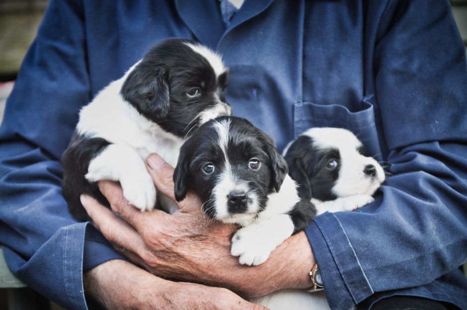 Cómo encontrar un criador de cachorros cerca de ti