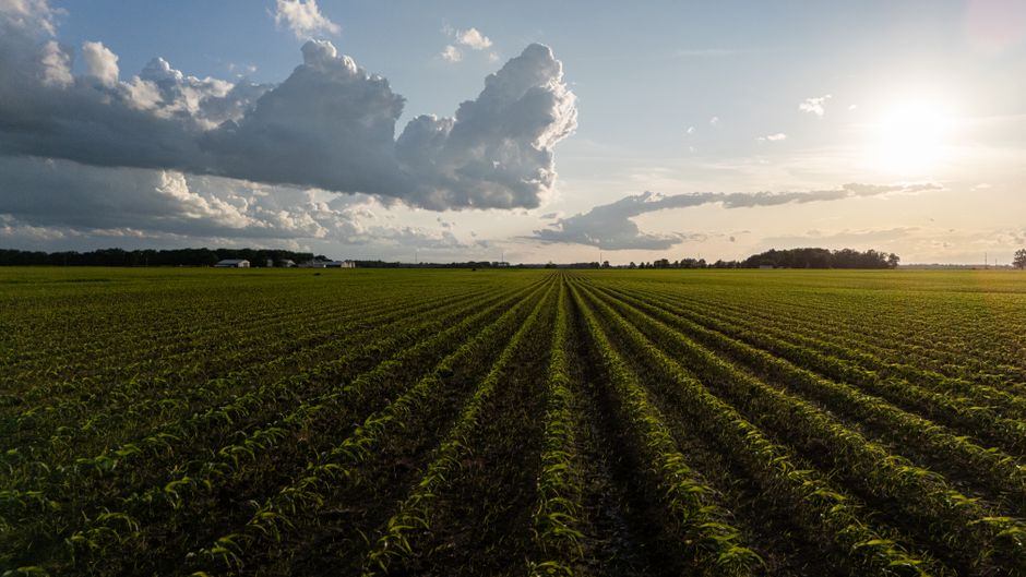 Understanding Crop Insurance: A Safety Net for Farmers