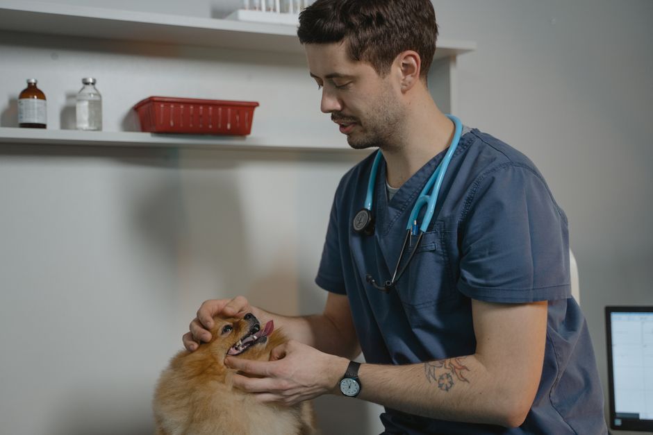 La importancia de una clínica veterinaria reserva para el bienestar de tus mascotas