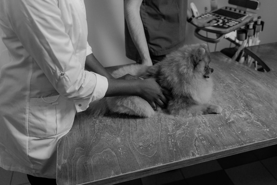 La importancia de elegir la clínica veterinaria adecuada para tu mascota