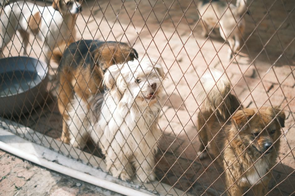 犬の保育園: 愛犬のための新しい選択肢