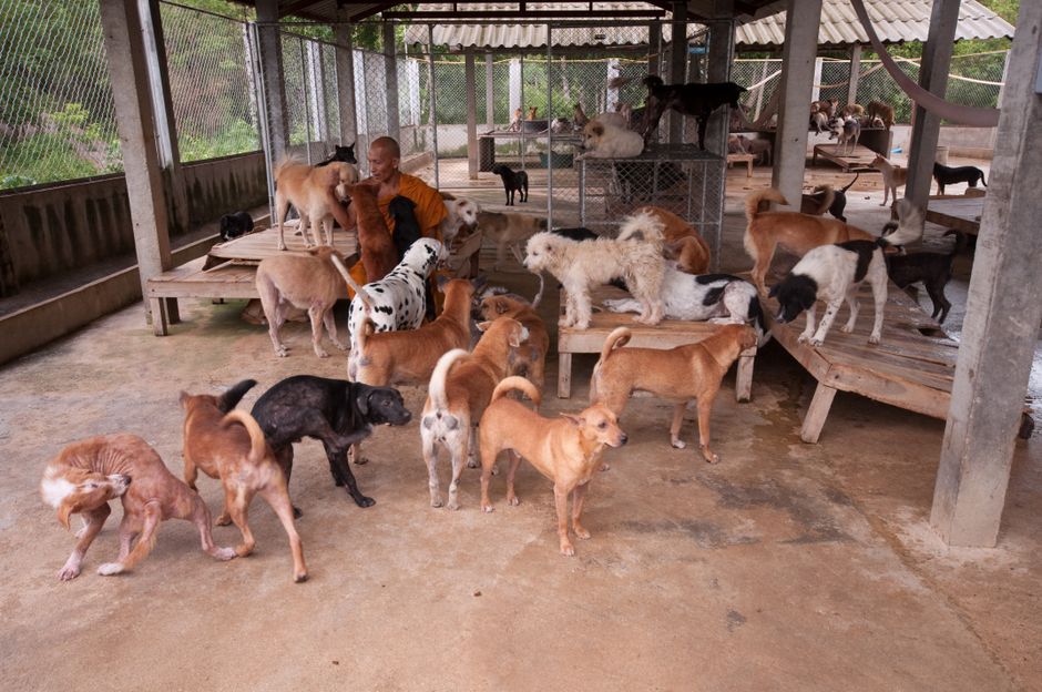 犬の保育園の必要性とその利点